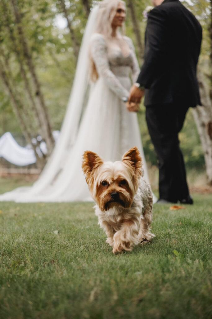 Cinematic and moody wedding photography of a couple at Villa Ragalie in Oregon, capturing romantic and timeless moments. Cinematic and Documentary style wedding photography